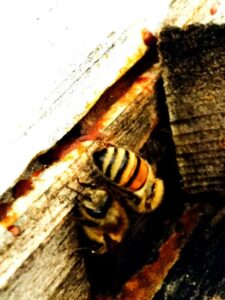 How to Become a Beekeeper: A Checklist to Start This Spring Image